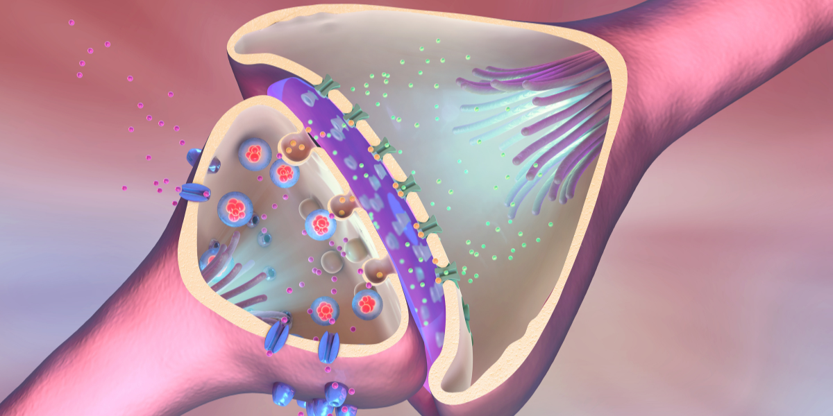 graphic depiction of a synapse between two brain cells