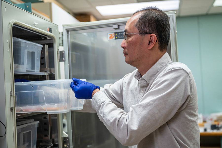 Dr. James Lim removes chicken eggs from an incubator for further inspection.