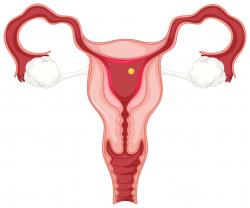 Menstruation Nutrition Study - clip art