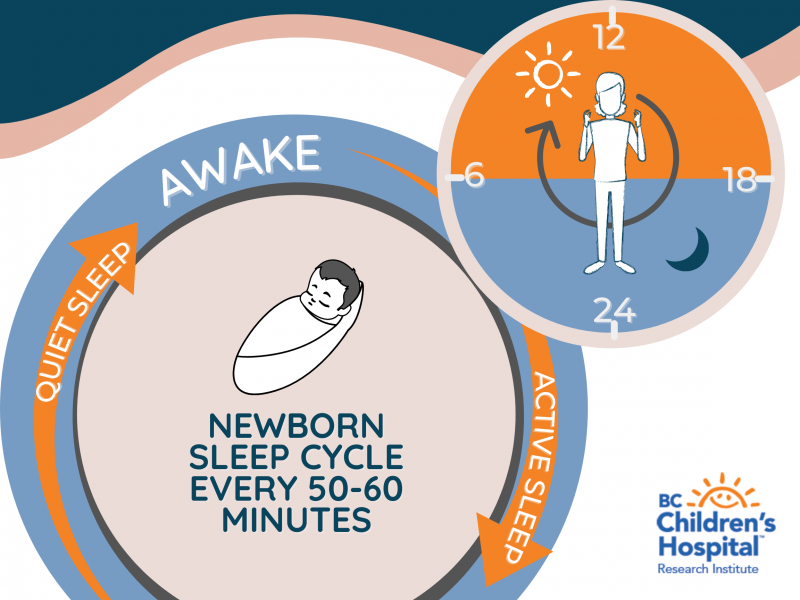 Newborns sleep architecture