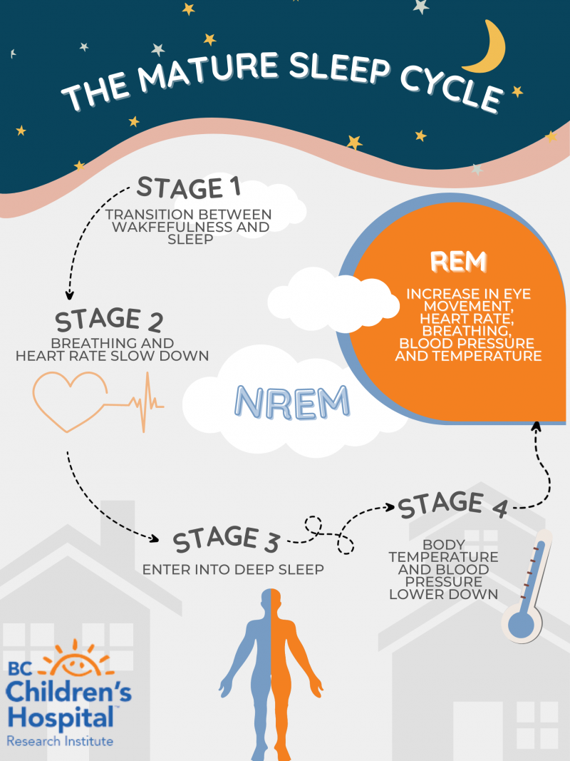 Infants sleep architecture