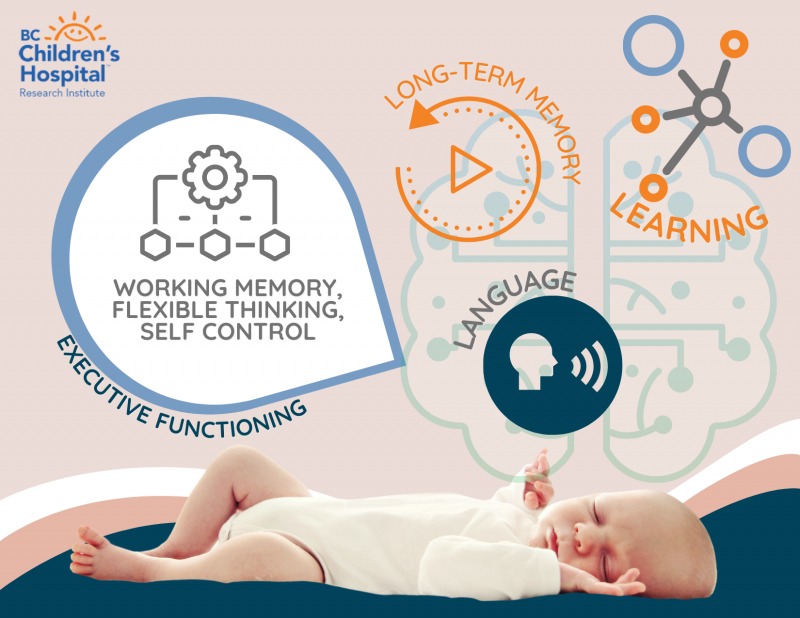 Infants role of sleep in development