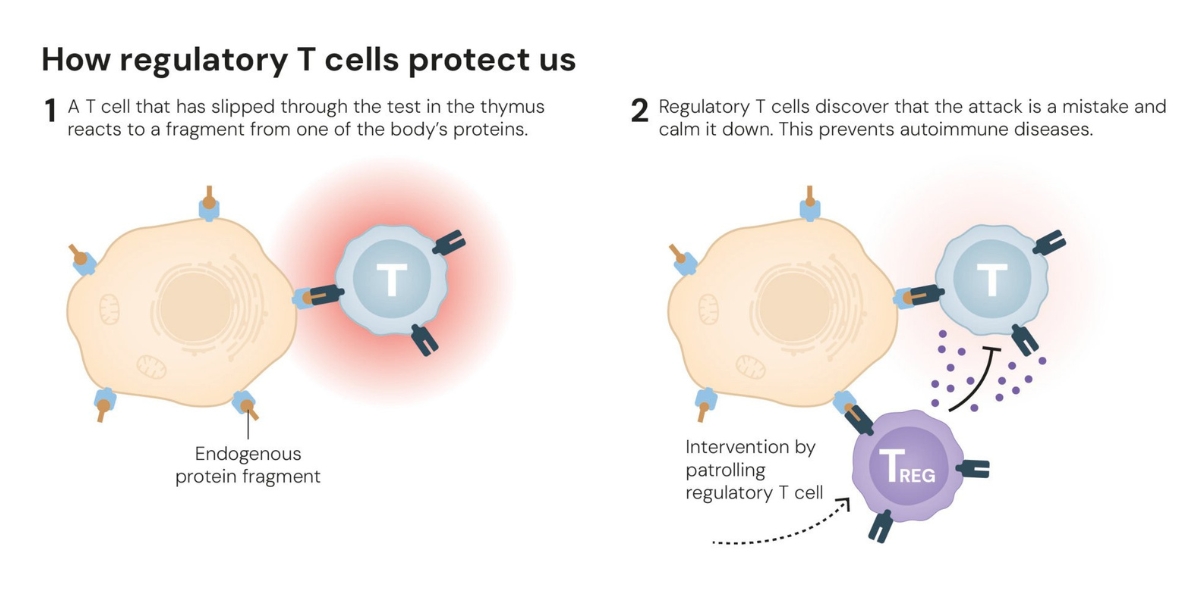 Cartoon showing how regulatory T cells protect us