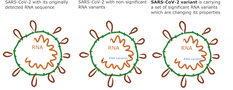 RNA variants vs SARS-CoV-2 variants