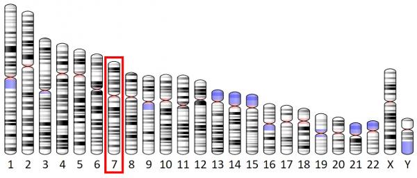 chromosome seven