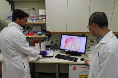 Working with a chicken egg model in the lab