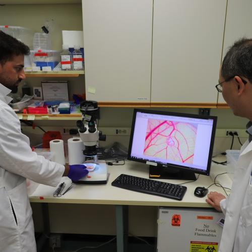 Working with a chicken egg model in the lab