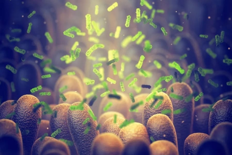 gut microbiome